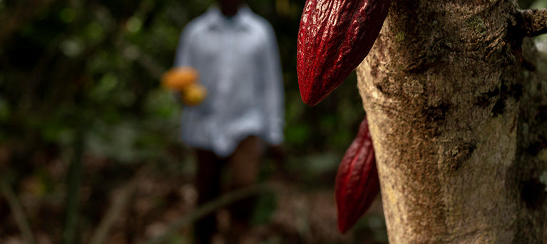 The dark side of cacao