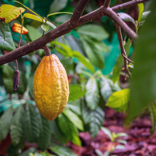 What is Ceremonial Cacao? A Guide to this Sacred Plant