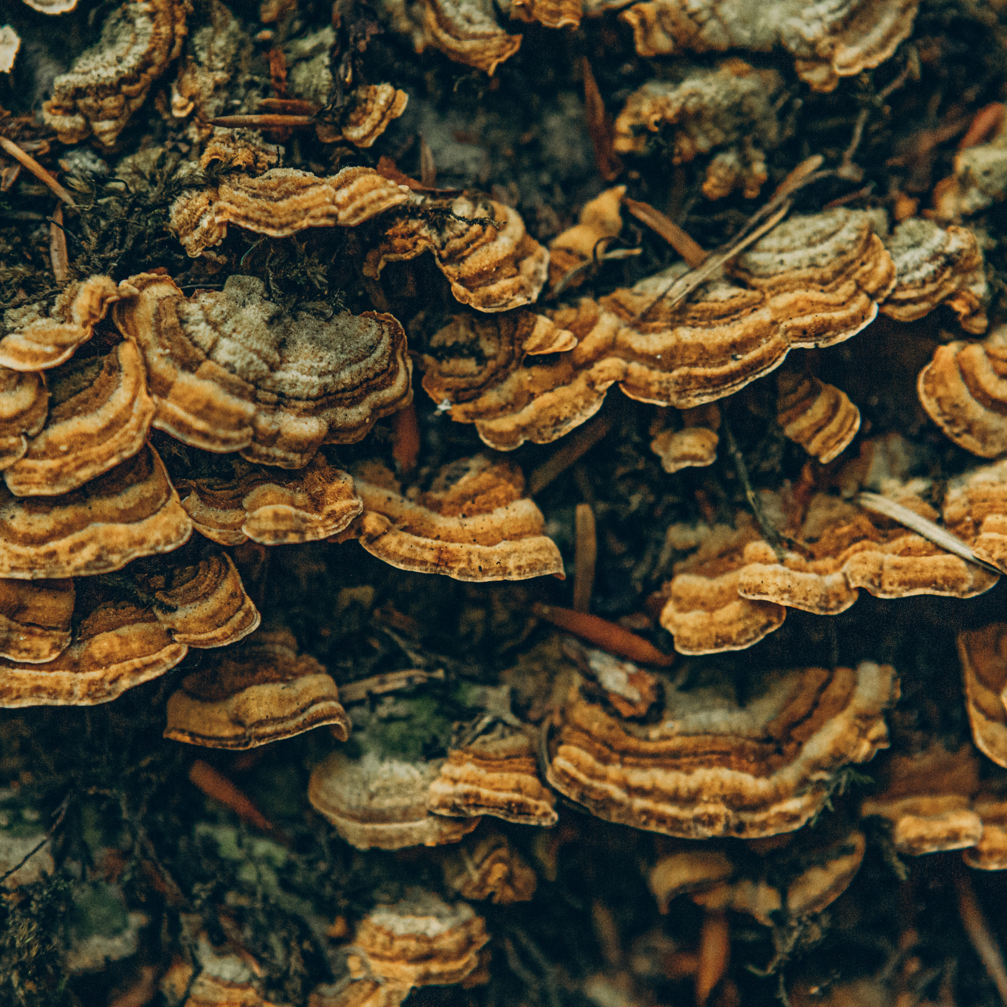 Turkey Tail 100g | Super Immunity | Mushroom Powder | SUPERFEAST