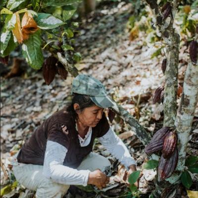 From Farm to Ceremonial Grade Cacao Paste