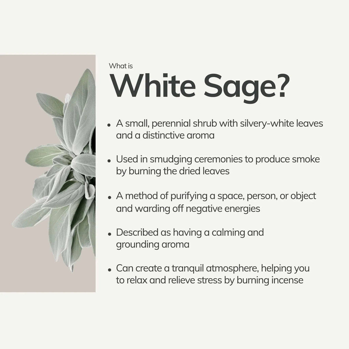 Infographic titled What is White Sage, with a silvery sage sprig and bullet points on smudging use